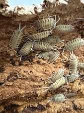 Isopods- Bolivari Rare