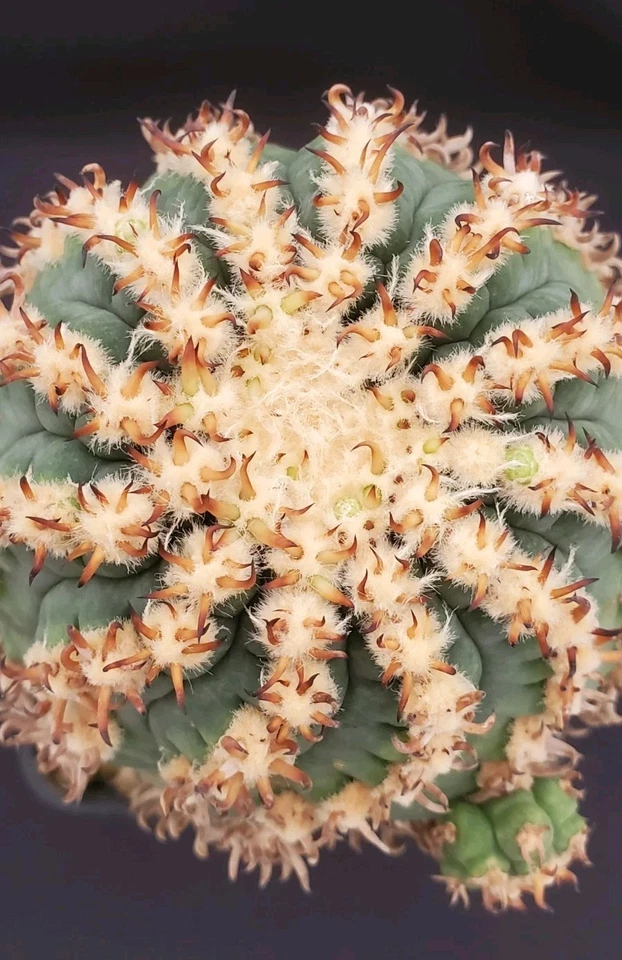 Gymnocalycium spegazzinii var. unguispinum (XXL) SELECTION 'Eagle Claw' 🦅 SPINE - Imagen 2 de 4