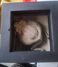mummified toad