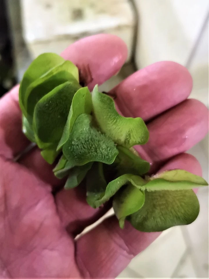 SALVINIA NATANS - SALVINIE NAGEANTE - PLANTE AQUATIQUE - PLANTE AQUARIUM - Photo 1/1