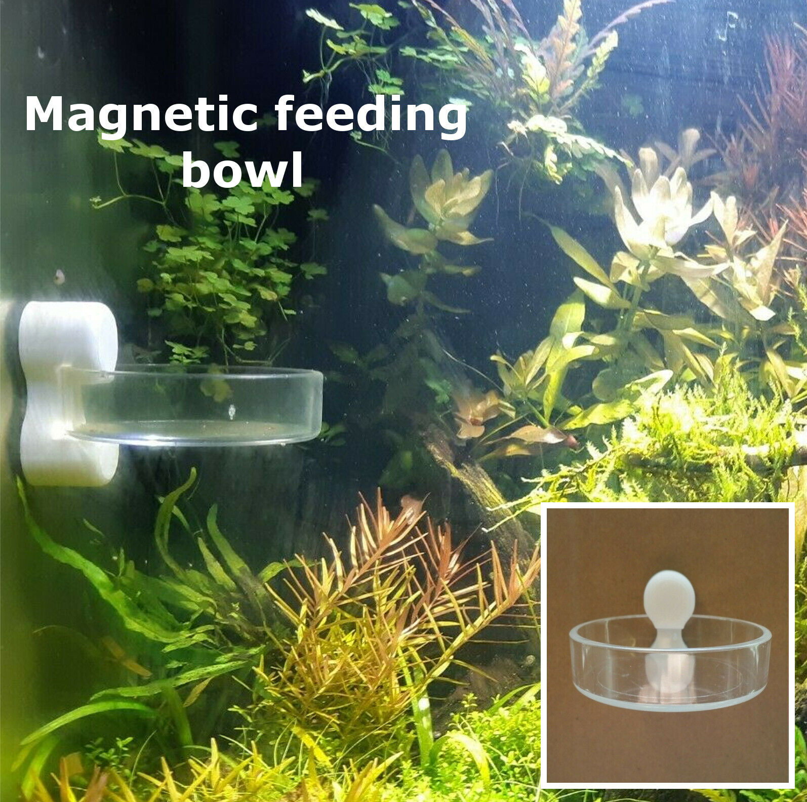 Magnetic Ranking TOP8 cherry shrimp aquarium feeding Very popular feeder bowl pellet food