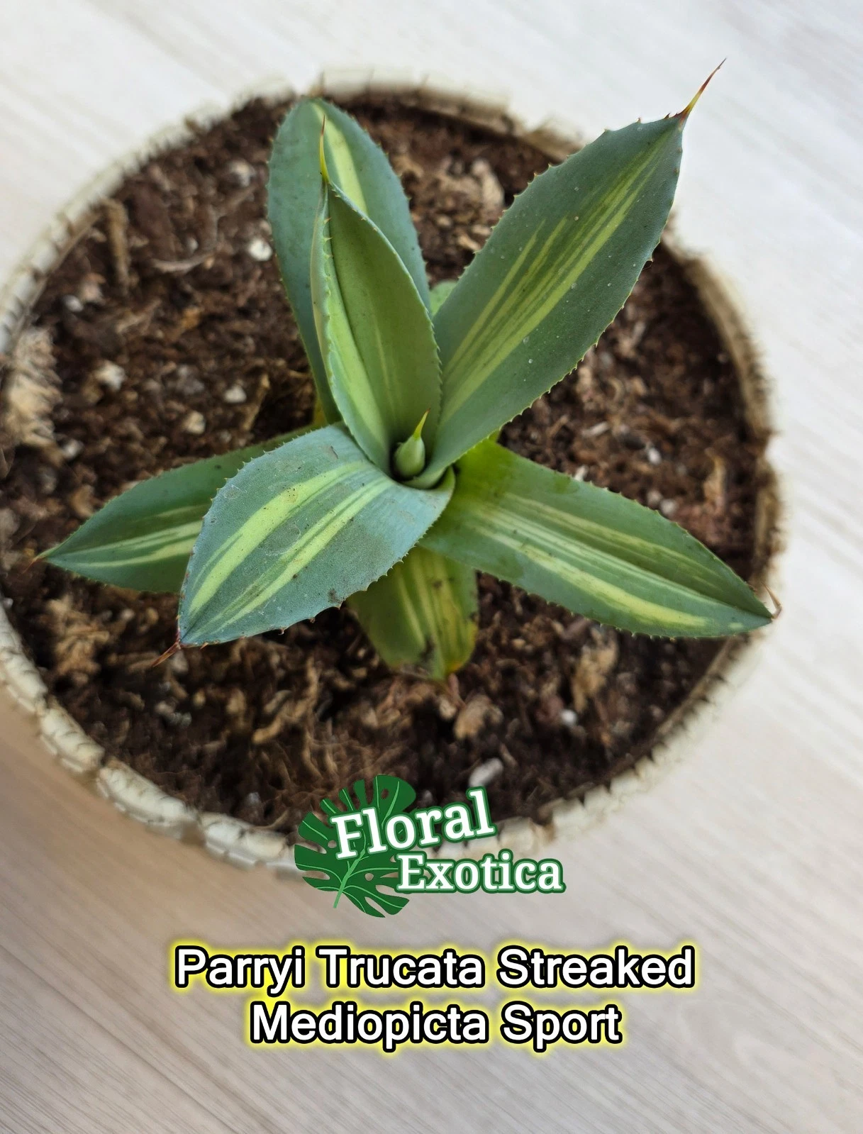 Agave Parryi Truncata Sport - Streaked Mediopicta Variegation - US Seller