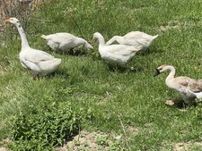 MAGNETIC SEXER FOR HATCHING EGGS DAY OLDS QUAIL  DUCKS  ALL POULTRY PIGEONS3c