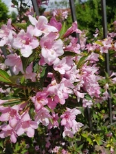 Picture Image Photo Wallpaper Background Beautiful Art Digital # 378