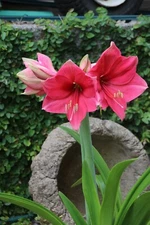 Amaryllis Ice Pink Bulb