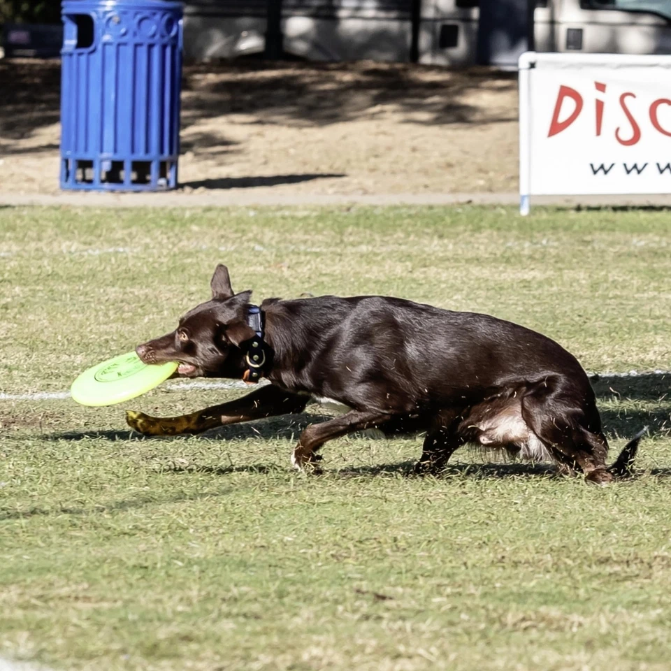 Disco volador Hyperflite K 10 Jawz Ultimate para perros para jugar al aire libre 8,75 pulgadas Foto 4 de 4