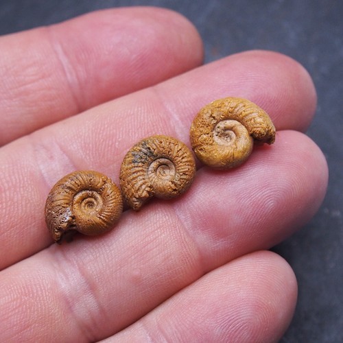 3pcs 14-15mm Ammonite Peresphinctes sp Madagascar Fossil Jurassic lot Pendant 9 - Picture 3 of 8