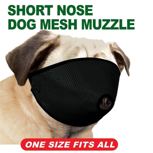 muzzle for flat faced dogs