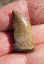 Tyrannosaur Fossil Tooth AWESOME CONDITION JRF Montana Theropod #2