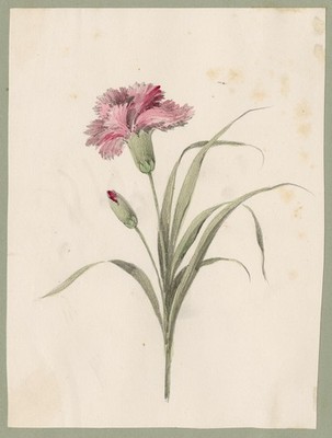 Antike Zeichnung - Eine Studie einer Nelke - Dianthus caryophyllus - Anonymous - ca. 1860