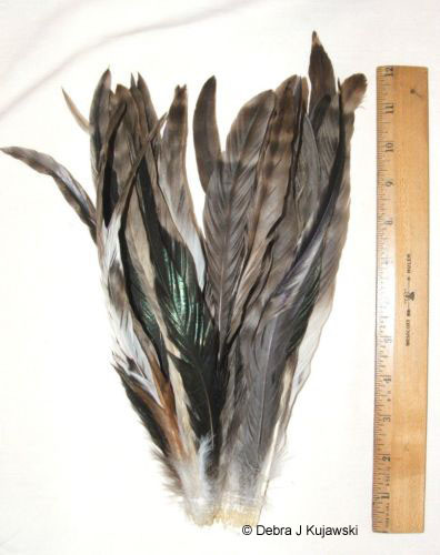 25 Chinchilla Rooster Tail Coque Feathers Strung 12-14" Hair Extension Feathers - Picture 1 of 1