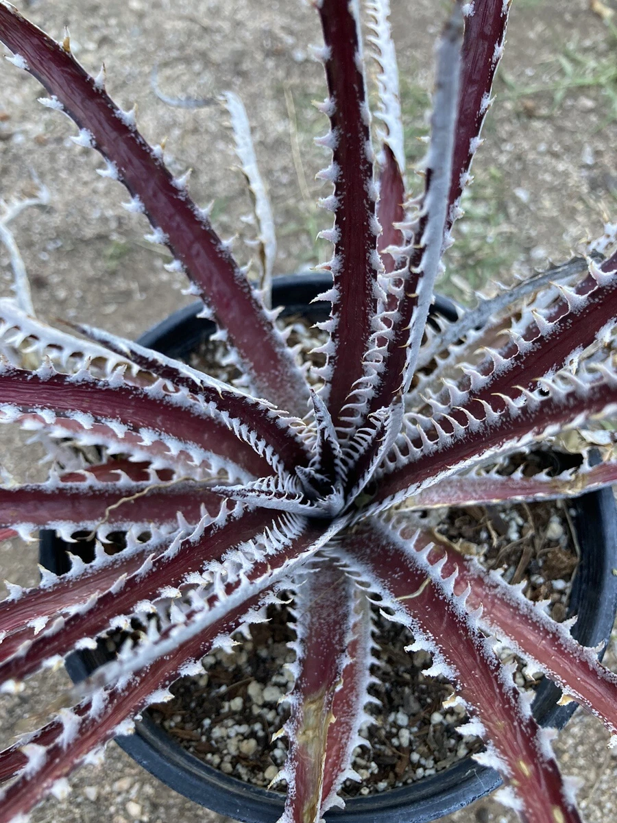 Dyckia for sale | eBay
