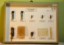 Schulmodell Schaukasten "Entwicklung der Honigbiene",