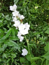 Saat Wald-,Ziest,Nachtkerze,Karde,Silberblatt,Mohn, Fingerhut ,Samen ,Winterfest