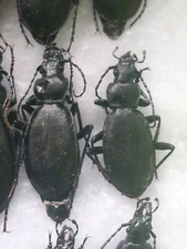 1 Pair Carabus (Microtribax ) nothus. Carabidae,