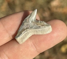 1” Tiger Shark Tooth Fossil – Florida | Galeocerdo cuvier