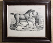 Antike um 1827 Deutsche Lithographie Mecklenburger Pferdes von HONEGGER. Selten