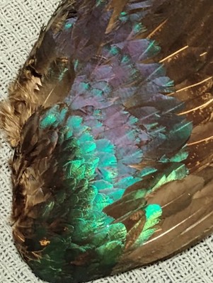 Himalayan Monal Impeyan Pheasant Wing Pair Fly Tying Feathers Unique Home Decor