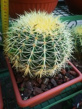 Echinocactus Grusonii