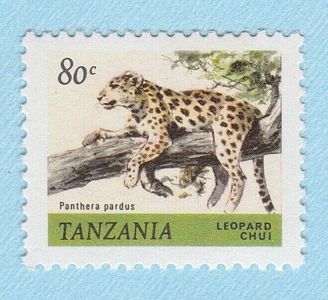 標本 Tanzania Helicopris pirmal 51mm 標本 Tanzania Helicopris