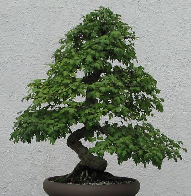 SAMEN Garten Bonsai winterhart i! WEISSDORN !i Zierbaum Miniaturbaum
