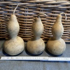 Kalebasse 3 St&uuml;ck Flaschenk&uuml;rbisse Baby-Rassel, Musikinstrument, Basteln FengShu
