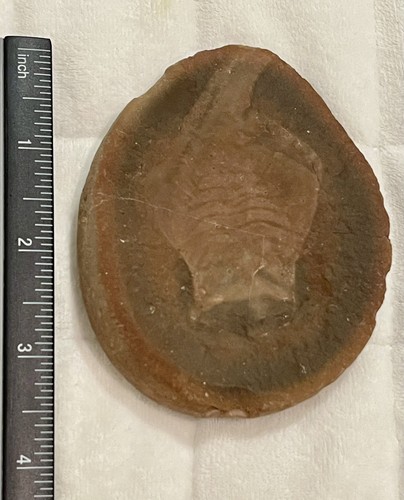 Mazon Creek Fossil Tully Monster Tullimonstrum gregarium Tail w/Muscle Banding!