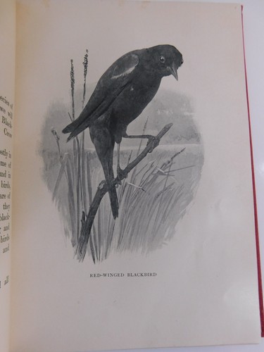 The First & Second Book of Birds ~ Olive Thorne Miller, 1st Editions 1899-1901 - Picture 12 of 17