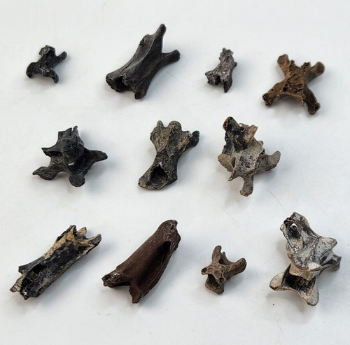 Bird Vertebra Fossil - Florida - Pleistocene Ice Age - 1 Per Purchase