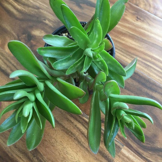 Rare Succulent Live Plant Crassula Capitella Campfire 2 Cuttings No Roots For Sale Online