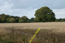 Photo A3 Field at Manor Farm, Botley, Hampshire Burridge/SU5110 A lone  c2012