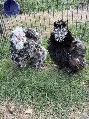 Silkie Hatching Eggs Mottled, Showgirl, Frizzle.  ( 6 EGGS ) 