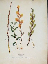 Original Old Antique Print Dwarf Swallow Trees And Shrubs C1909