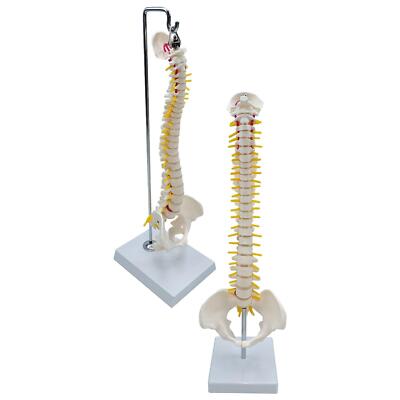 Menschliches Wirbelsäulenmodell Wirbelsäule 17,7 Zoll Anatomie Lebensgroß mit Wirbeln, Nerven