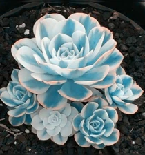Blue White Succulents Witchford Lithops Seeds, Cactus Seeds, 100pcs/pack