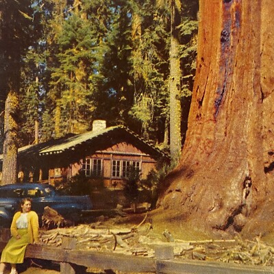 Sequoia National Park Uncle Ned Tree Giant Forest California Postcard 1957