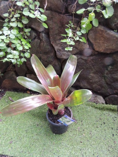 BROMELIAD Neoregelia Farinosa- Large Grower Plant Colourful - Picture 4 of 5