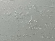 K&Company Cartoncino in rilievo con salvia di tulipano (15)