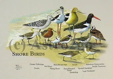 SHORE BIRDS-Plover Sandpiper Oystercatcher Nature Beach Sea Science T shirt S-2X