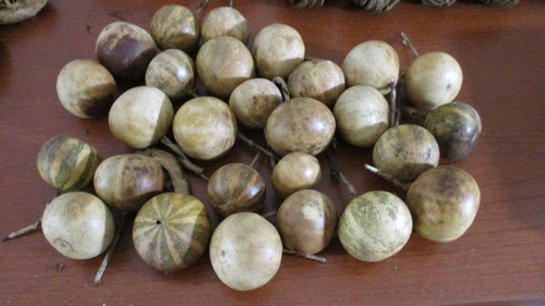 Lot of 27 RUSTIC DRIED SMALL GOURDS for Home Decor / Crafts / Wreaths