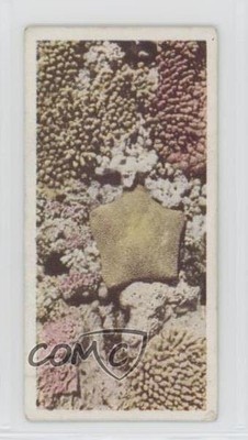 1959 Lyons Tea Australia Tea Coral #33 0f3j