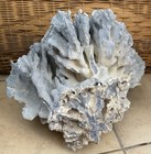 22.04 Lbs. Blue Reef Coral — photo 9