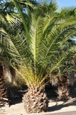 Pianta giovane palma da dattero (palma da dattero delle Canarie) Phoenix canariensis