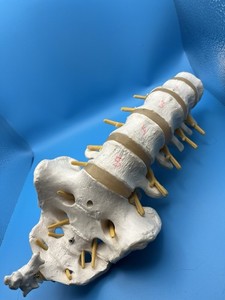 Lumbar Spine Model - Life Size Human Lumbar Vertebrae Anatomy Model with Sacr...