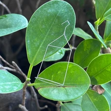 Liquid Surface Tensiometer Platinum Ring Loop Pt Loop Platinum Ring