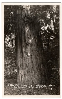 RPPC Roosevelt Cedar Clallam County WA Giant Big Tree 31 Ft Vintage Postcard