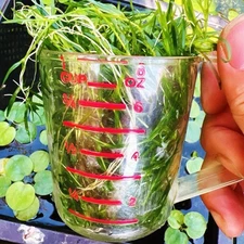 1 Cup Guppy Grass - Najas Guadelupensis - Aquarium Plant - Buy 2 Get 1 Free!