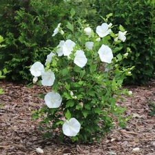 1 Gal. Paraplu Pure White Rose of Sharon (Hibiscus Syriacus) Live Flowering Shru