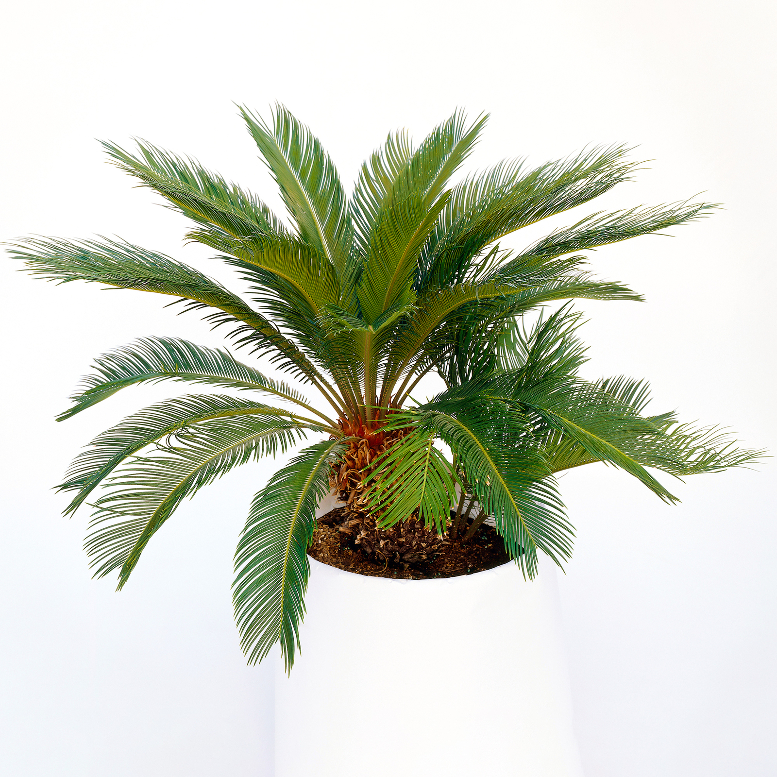 Cycas Revoluta Houseplant Popular Indoor 3040cm Potted Plant for