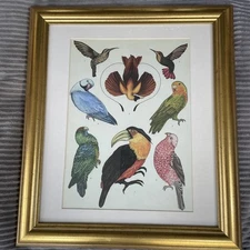 Birds Framed Vintage Print Beautifully Framed 20x18” Stunning